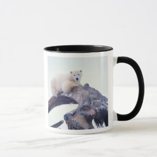 Mug Ours polaire sur le dessus d'un os de mâchoire de
