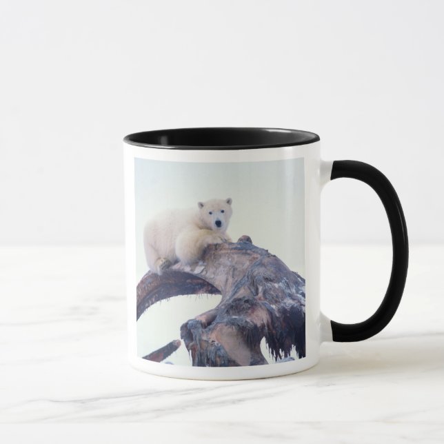 Mug Ours polaire sur le dessus d'un os de mâchoire de  (Droite)