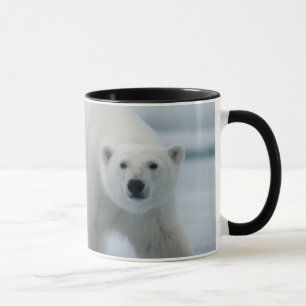 Mug Ours polaire, Ursus Maritimus, Adulte