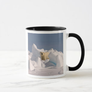 Mug ours polaire, Ursus maritimus, dans la glace rugue