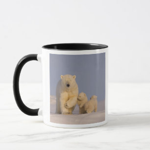 Mug ours polaire, Ursus maritimus, truie avec nouveau-