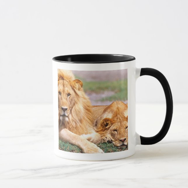 Mug Paire de lions africains, Panthera leo, Tanzanie (Droite)
