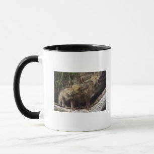 Mug Paires de jeunes chiots de coyote hurlant