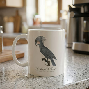 Mug Palmiste noir, Probosciger aterrimus