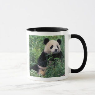 Mug Panda géant dans l'herbe, vallée de Wolong, Sichua