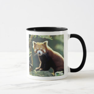 Mug Panda roux Ailurus fulgens)