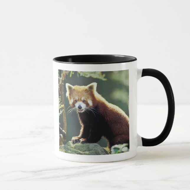 Mug Panda roux Ailurus fulgens) (Droite)