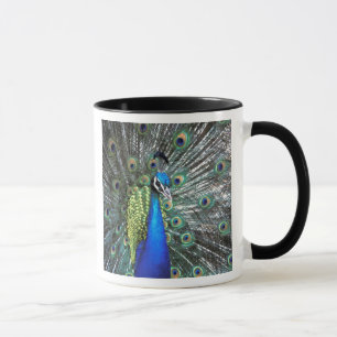 Mug Paon magnifique déployant des plumes colorées