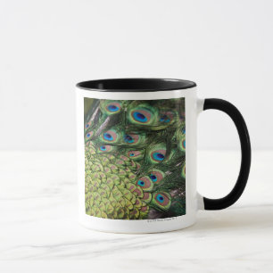 Mug Paon masculin (cristatus de Pavo) montrant la