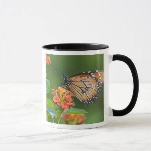 Mug Papillon soldat (Danaus eresimus) en train de se n