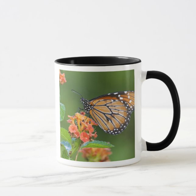 Mug Papillon soldat (Danaus eresimus) en train de se n (Droite)