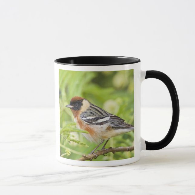 Mug Paruline à poitrine baie (Dendroica castanea) adul (Droite)