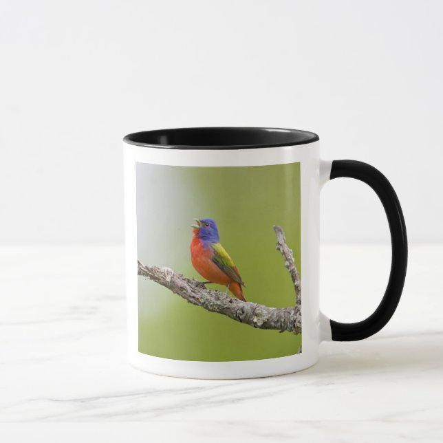 Mug Peint Bunting Passerina ciris) chant masculin (Droite)