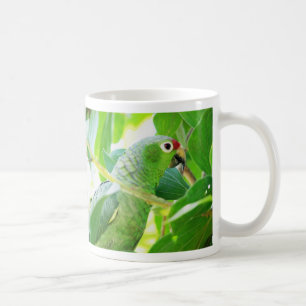 Mug Perroquet, Rio Chagres, Panama