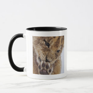 Mug Petit animal de lion (Panthera Lion) léchant la
