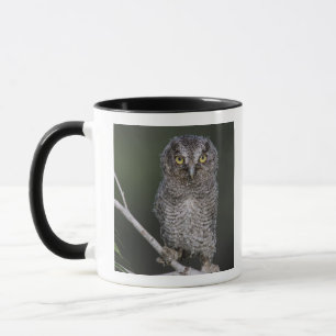 Mug Petit-duc maculé, Megascops asio, Otus 2