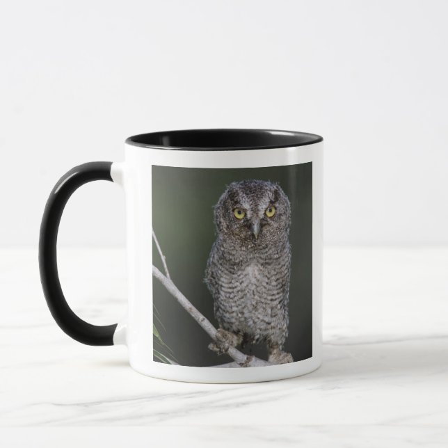 Mug Petit-duc maculé, Megascops asio, Otus 2 (Gauche)