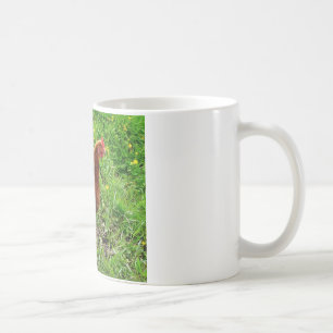 Mug Petit poulet rouge - couche libre d'oeufs de gamme