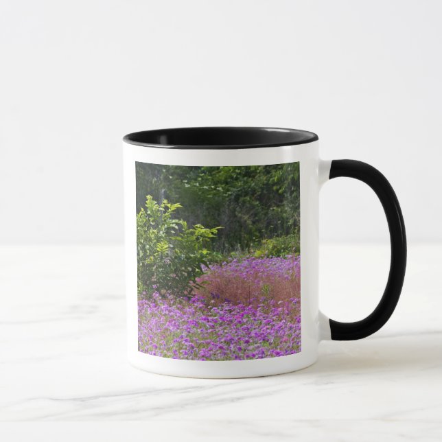 Mug Phlox de Drummond, Phlox drummondi, Hilton Head (Droite)