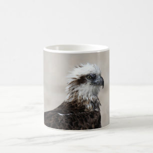 Mug Photo de gros plan d'un balbuzard pêcheur de l'Est
