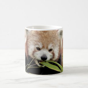 Mug Photo panda rouge, animaux.