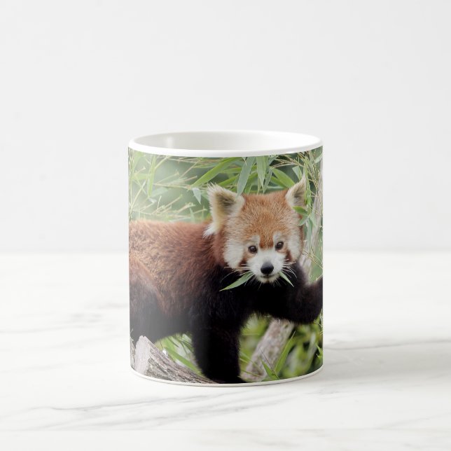 Mug Photo panda rouge, animaux. tasse de café (Centre)