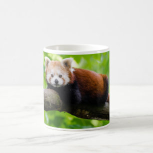 Mug Photo Red Panda Bear