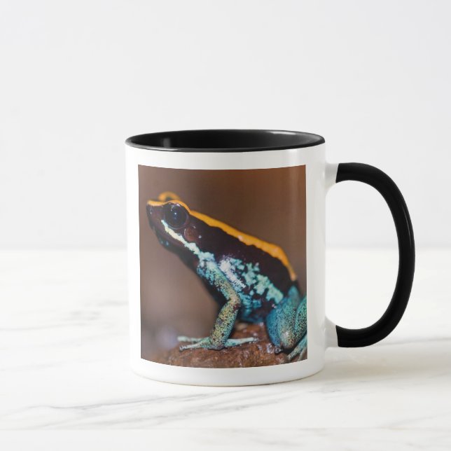 Mug Phyllobates vittatus, une grenouille à flèche empo (Droite)