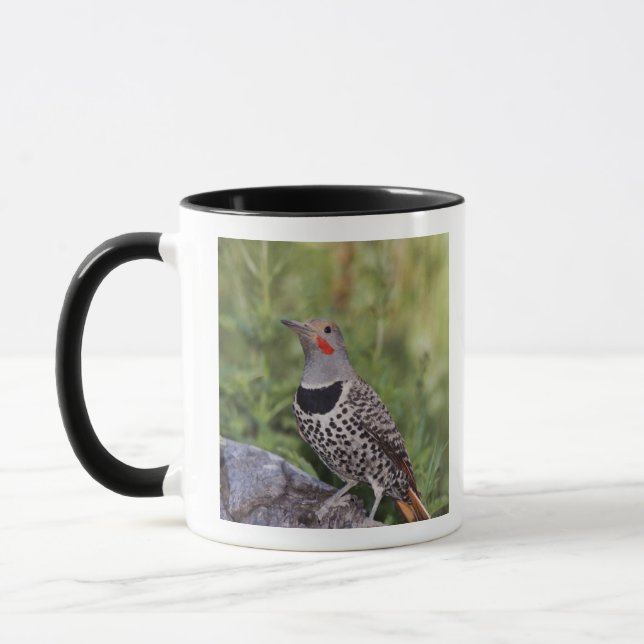 Mug Pic flamboyant, Colaptes auratus, à hampe rouge (Gauche)