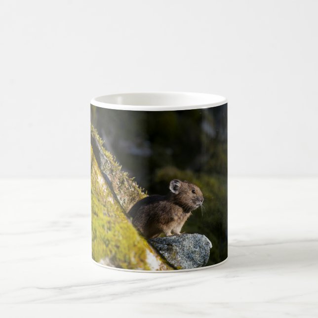Mug Pika prenant le soleil du soir (Centre)