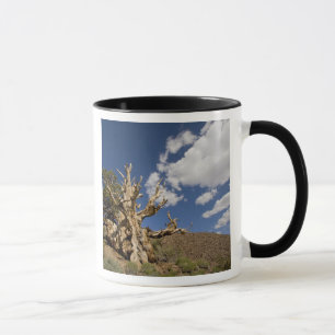 Mug Pin Bristlecone dans l'Ancient Bristlecone Forest,