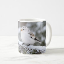 Pinson des neiges de Noël 