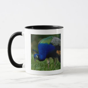 Mug Plan rapproché d'un paon