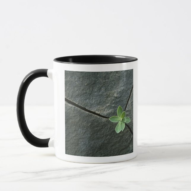 Mug Plante s'élevant à Boulder criqué (Gauche)