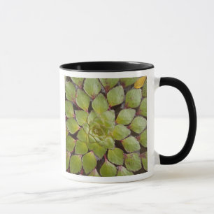 Mug Plantes aquatiques Rupununi, Guyana.