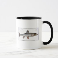 Plat XVIII de Barbel (Cyprinus Barbus) de 'Ichthyo