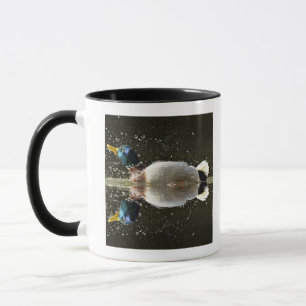 Mug (Platyrhyncus d'ana), secouant outre de l'eau
