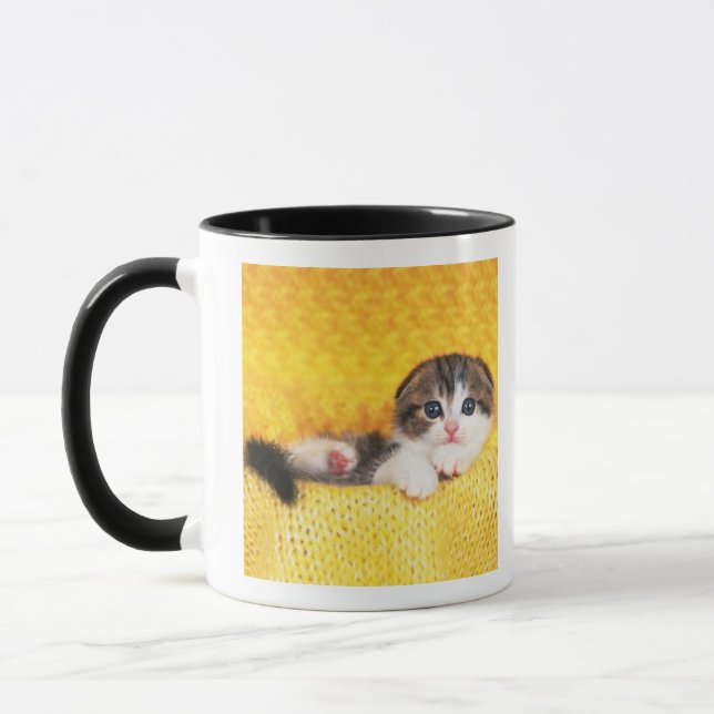 Mug Pli d'écossais ; est une race de chat avec un (Gauche)