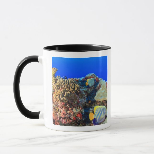Mug Poisson-ange royal Pygoplites diacanthus), (Gauche)
