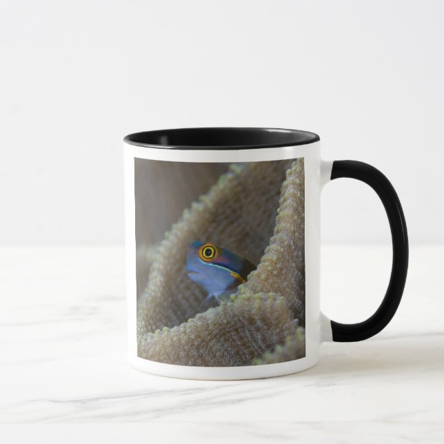 Mug poisson blennie (Blenniidae) sortant sa tête (Droite)