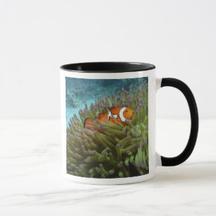 Mug Poisson clown ( Amphiprion ocellaris )