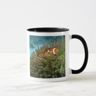 Mug Poisson-clown occidental (Amphiprion ocellaris)