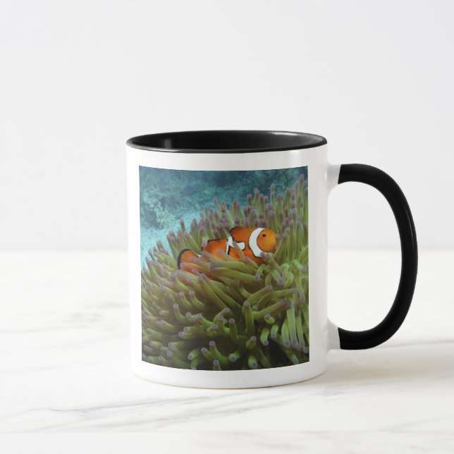 Mug Poisson-clown occidental (Amphiprion ocellaris) (Droite)