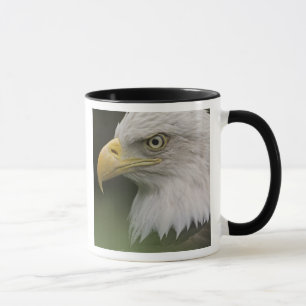 Mug Portrait d'aigle royal adulte, Haliaeetus