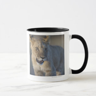Mug Portrait de lion CUB (Panthera Lion), Namibie