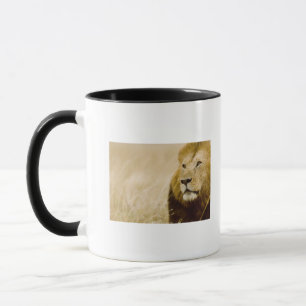 Mug Portrait masculin de lion (Panthera Lion), masai