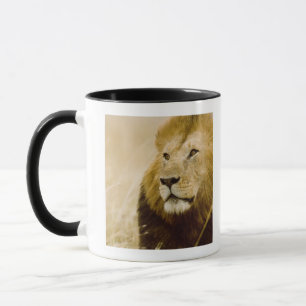 Mug Portrait masculin de lion (Panthera Lion), masai