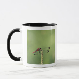 Mug Préfecture de Yamanashi, Honshu, Japon