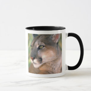 Mug Puma, Californie