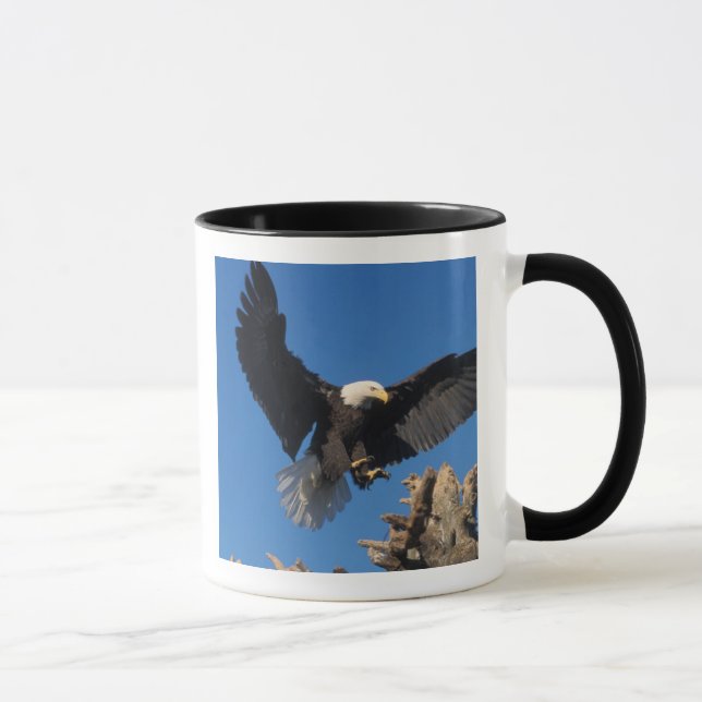 Mug pygargue à tête blanche, Haliaeetus leuccocephalus (Droite)
